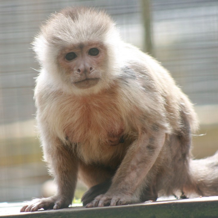 Meet the Capuchin Monkeys | Monkey Sanctuary