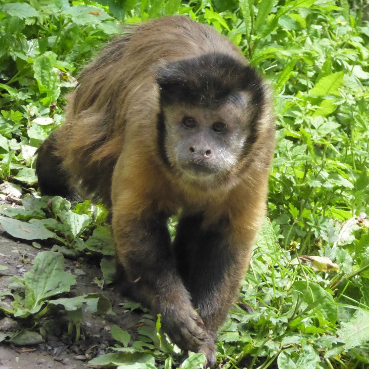 Meet the Capuchin Monkeys | Monkey Sanctuary