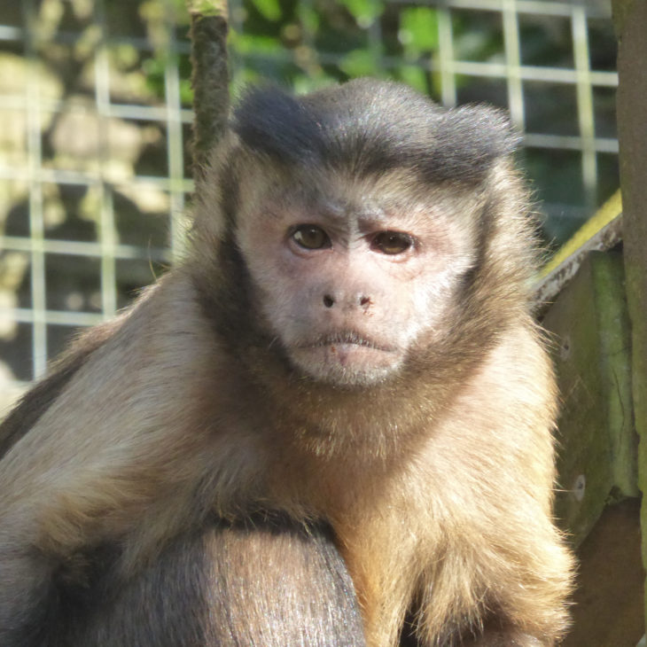 Meet the Capuchin Monkeys | Monkey Sanctuary