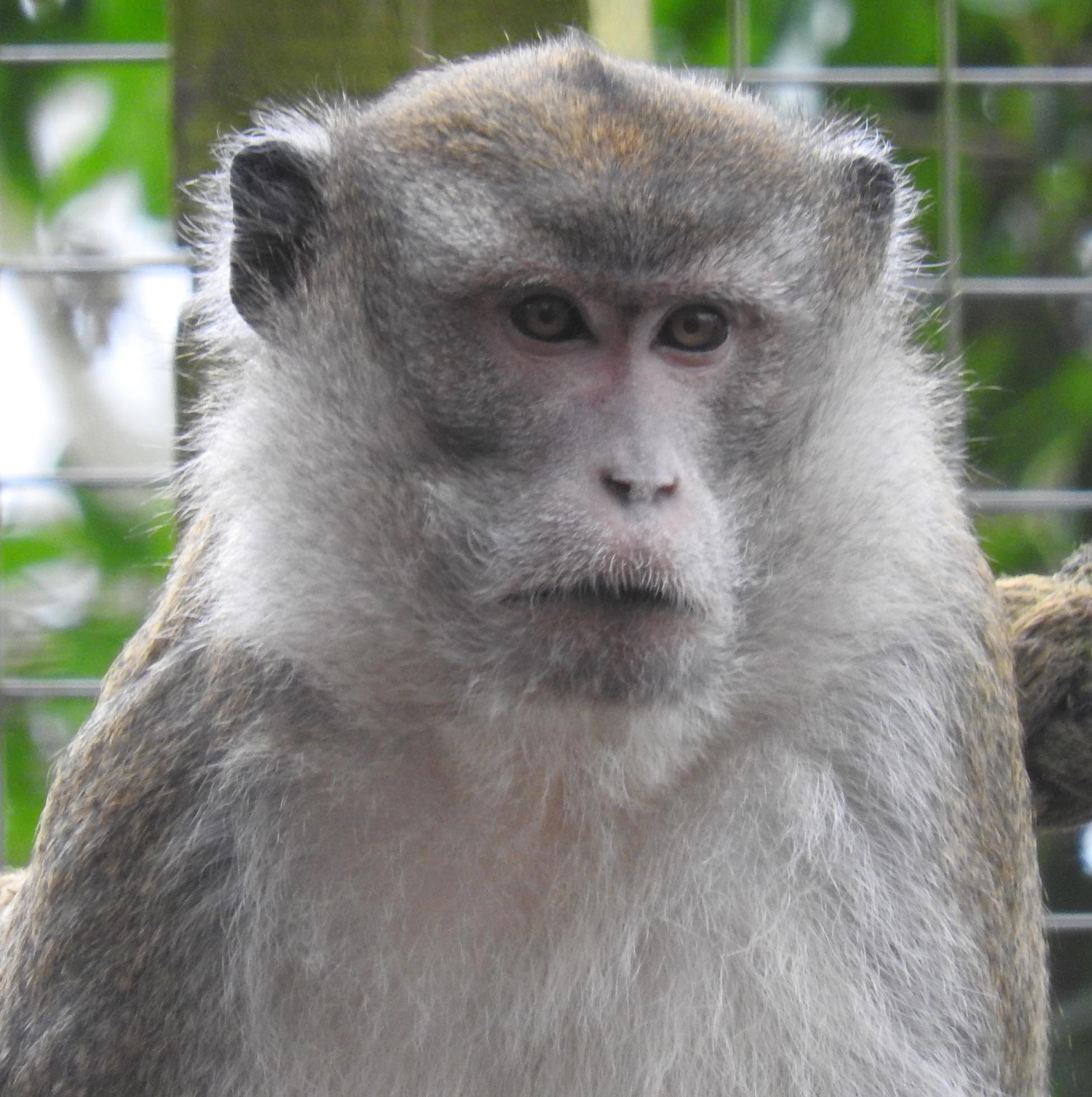 Meet the Long-tailed macaques | Monkey Sanctuary