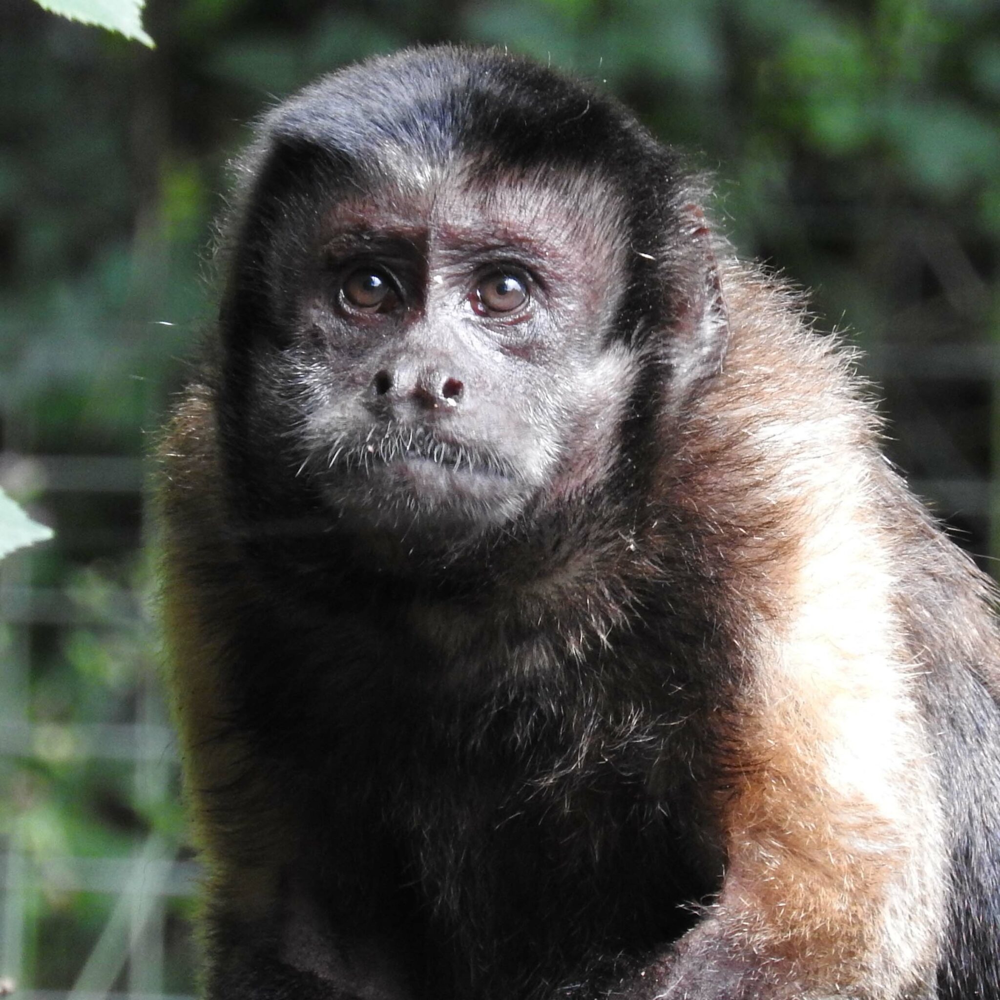 Meet the Capuchin Monkeys | Monkey Sanctuary